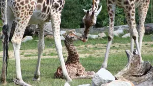 Giraffen-Baby in Berliner Tierpark geboren