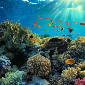 Korallen aus dem 3D-Drucker sollen die Biodiversität im Meer retten