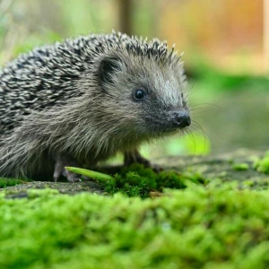 Igel