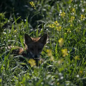 Fuchs auf der Wiese