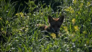 Fuchs auf der Wiese