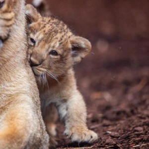 Löwenbaby im Schweriner Zoo