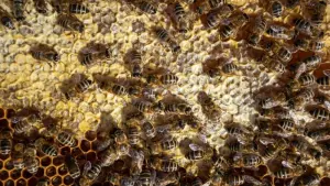 Bienen auf Bienenrahmen
