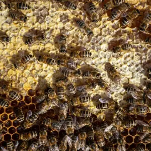 Bienen auf Bienenrahmen