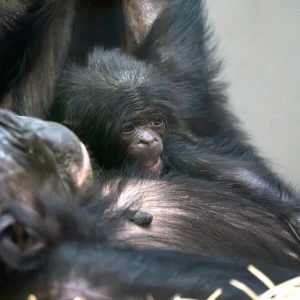 Bonobo-Nachwuchs in Stuttgart