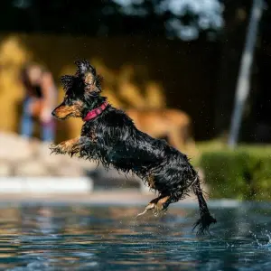 Hundeschwimmen zum Saisonende der Thüringer Freibäder