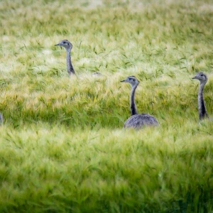 Wild lebende Nandus in Westmecklenburg