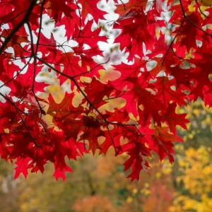 Was ist eigentlich so toll am Herbst?