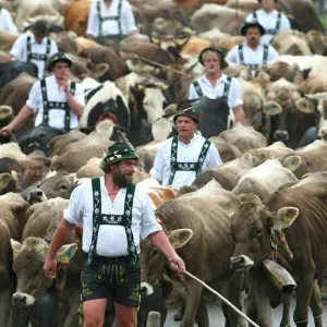 Viehscheid im Allgäu beginnt