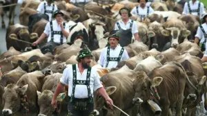 Viehscheid im Allgäu beginnt