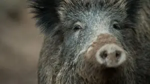 Wildschwein