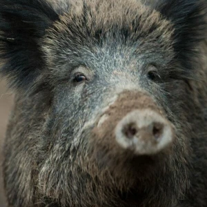 Wildschwein