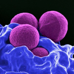 MRSA - Antibiotika-Resistenz