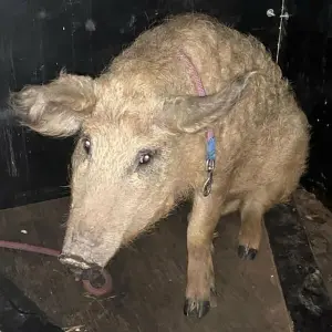 Polizei sucht Besitzer von Wollschwein