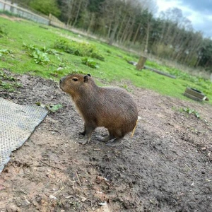 Entlaufenes Capybara namens Cinnamon