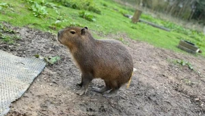 Entlaufenes Capybara namens Cinnamon