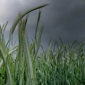 Dunkle Regenwolken ziehen über ein Roggenfeld