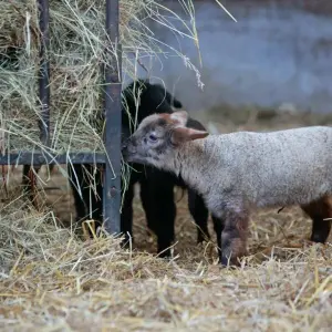 Mehr Schafe in Sachsen-Anhalt