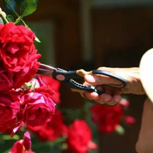 Welke Blüten an einem Rosenstrauch abschneiden