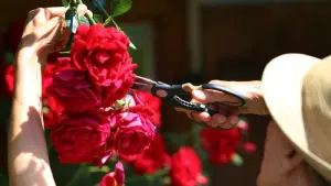 Welke Blüten an einem Rosenstrauch abschneiden