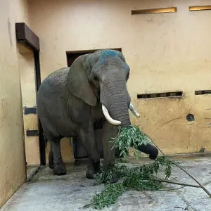 Elefantenkuh «Sweni» für Magdeburger Zoo