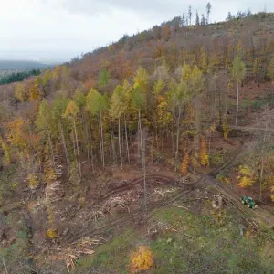 Waldzustandsbericht Hessen wird vorgestellt
