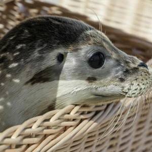 Auswilderung von jungen Seehunden in der Nordsee