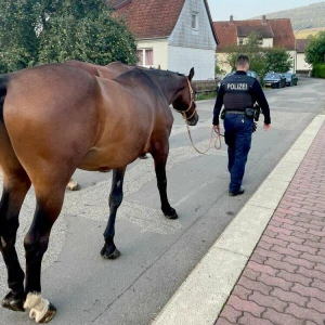 Freilaufendes Pferd an Bahnstrecke löst Polizeieinsatz aus