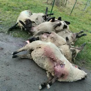 Tote Schafe