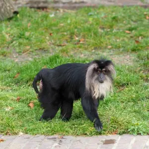 Bartaffenweibchen Ruma