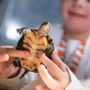 Schildkrötenbabys im Sea Life Berlin