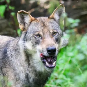 Gericht: Wölfe müssen auch in Österreich geschützt werden