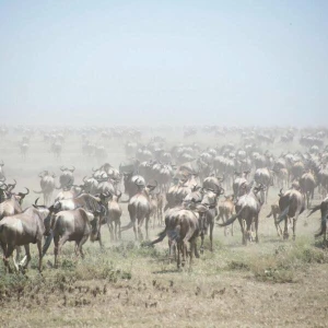 Naturschutzgebiet Afrika - Serengeti