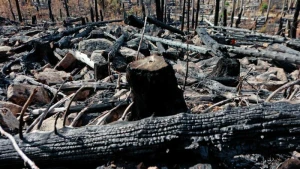 Nach Waldbrand am Königsberg