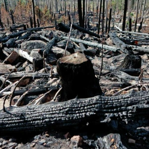 Nach Waldbrand am Königsberg