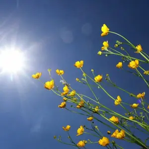 Blumen im Sonnenschein