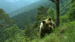 Bären im Trentino