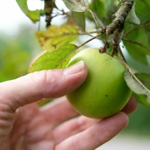 Ist der Apfel schon reif, kann ich ihn pflücken?