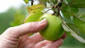 Ist der Apfel schon reif, kann ich ihn pflücken?