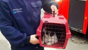 Feuerwehr befreit Katze aus Kaminschacht