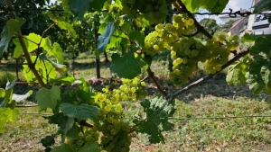 Weingut der Stadt Frankfurt