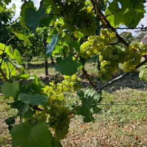 Weingut der Stadt Frankfurt