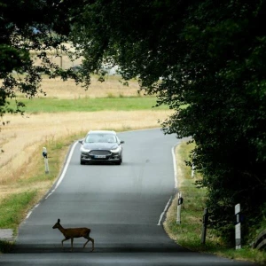 Ein Reh überquert eine Straße