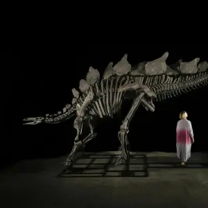 Stegosaurus-Skelett
