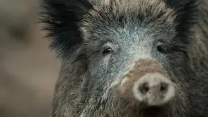 Wildschwein