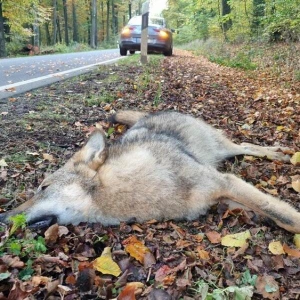 Wolf überfahren