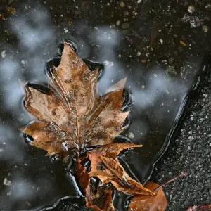 Herbstblätter in Pfütze