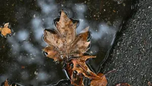 Herbstblätter in Pfütze