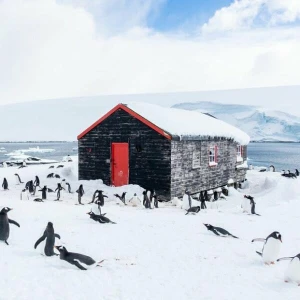 Pinguine zählen in der Antarktis