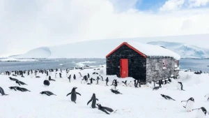 Pinguine zählen in der Antarktis